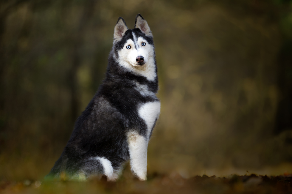 Foto van husky zittend in het bos